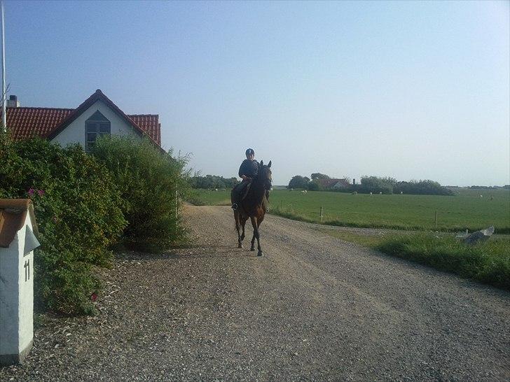 Fuldblod (XX) Soul Driver - En lille ridetur <3 billede 3