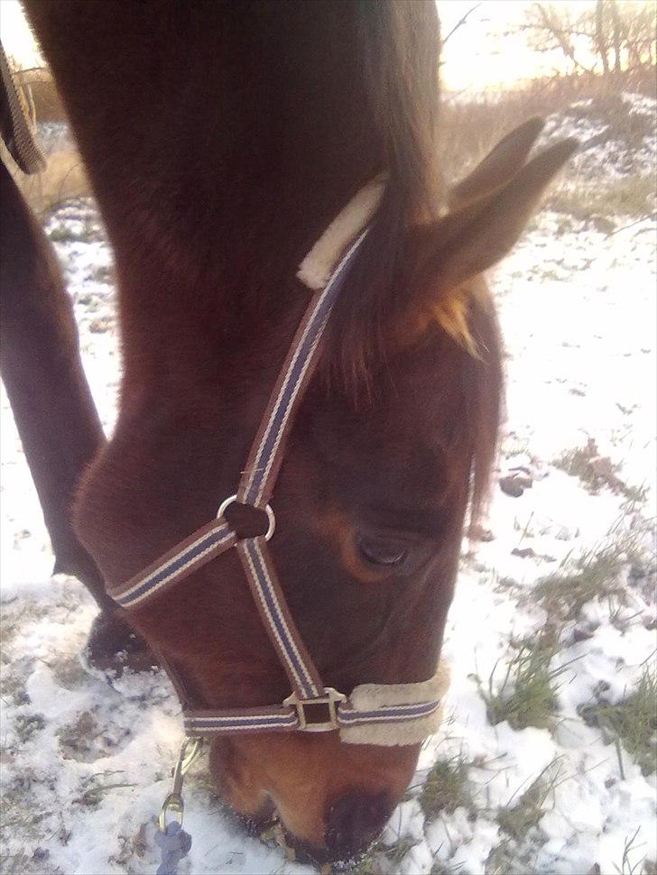 Fuldblod (XX) Soul Driver - Soul Driver i vinters <3 billede 4