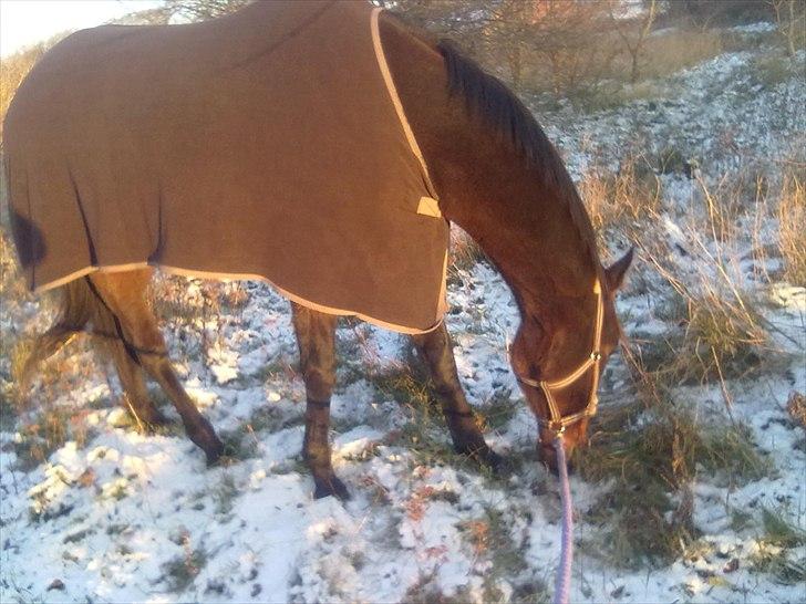 Fuldblod (XX) Soul Driver - Soul Driver i vinters <3 billede 5