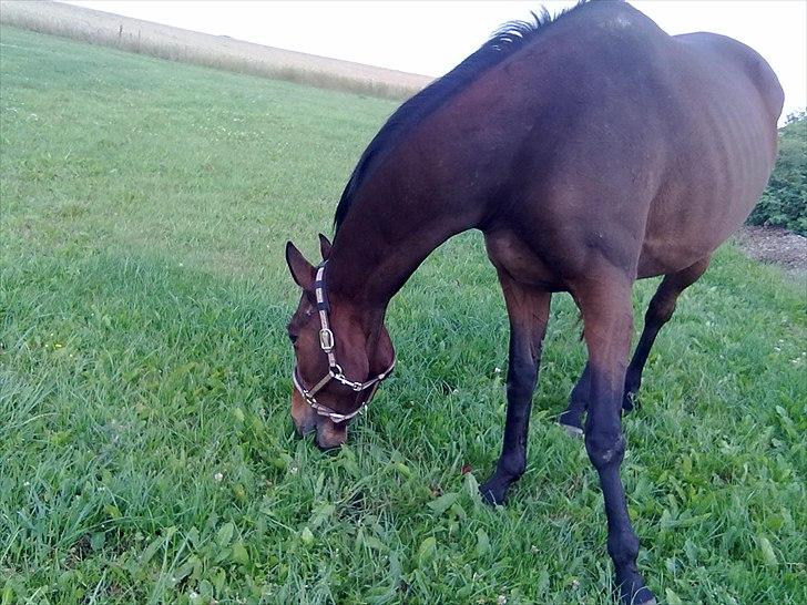 Fuldblod (XX) Soul Driver - Soul Driver sidste sommer <3 billede 6