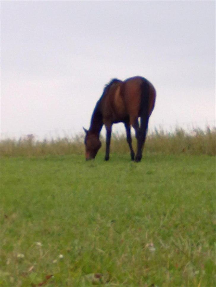 Fuldblod (XX) Soul Driver - Soul Driver sidste sommer <3 billede 7