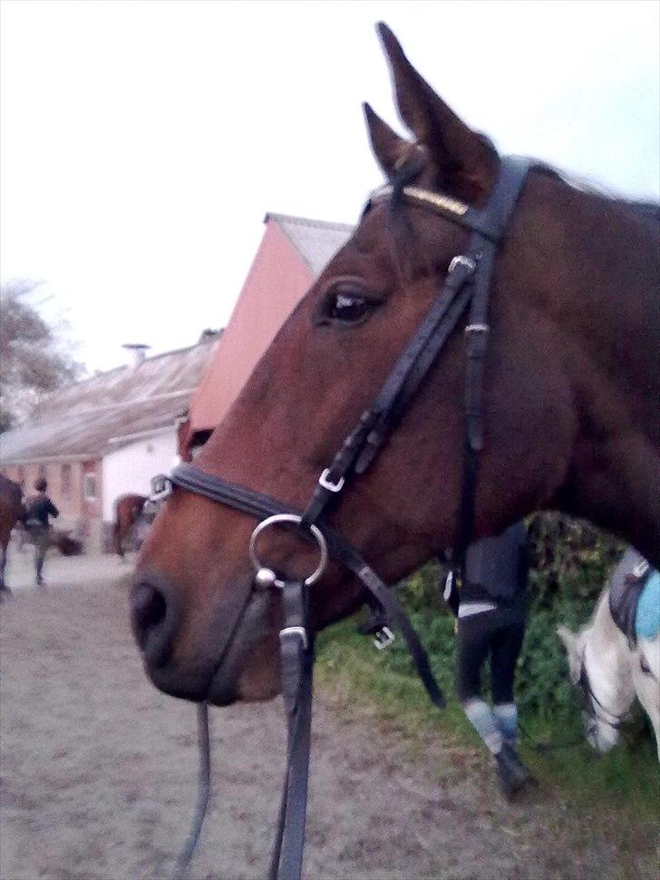 Fuldblod (XX) Soul Driver - Soul Driver på stald magna <3 billede 8