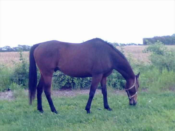 Fuldblod (XX) Soul Driver - Soul Driver sidste sommer <3 billede 9