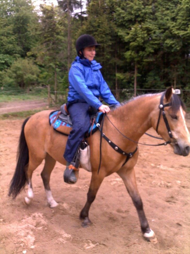 Welsh Partbred (Sec F) Tannes Bailey II blue..SOLGT - Malthe og Bailey øver sig i ridningens kunst, med tungen lige i munden ;-) billede 14