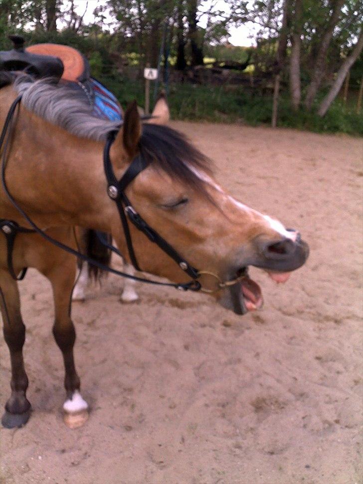 Welsh Partbred (Sec F) Tannes Bailey II blue..SOLGT - Gaaab  :-) billede 16