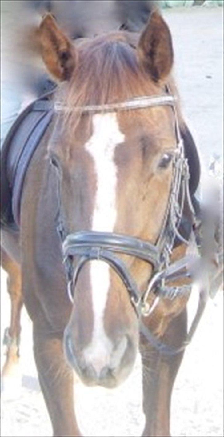 Dansk Varmblod Rønbjergs Altessa - my wonderful baby<3 billede 7