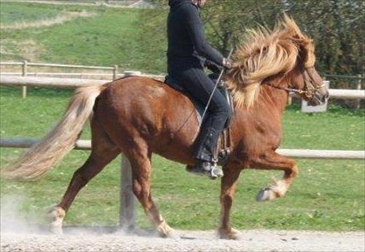 Islænder Stebbi fra Hellum - Stebbi Fra Hellum;D billede 1