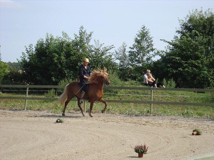 Islænder Stebbi fra Hellum billede 2