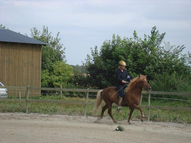 Islænder Stebbi fra Hellum billede 3