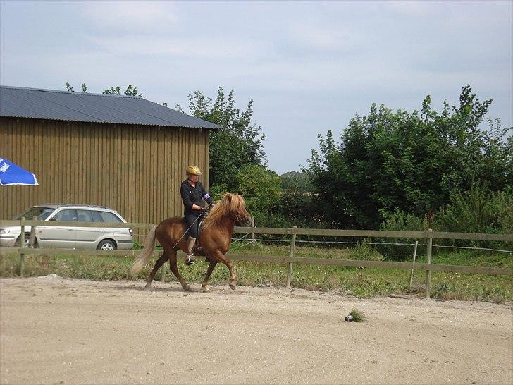 Islænder Stebbi fra Hellum billede 4