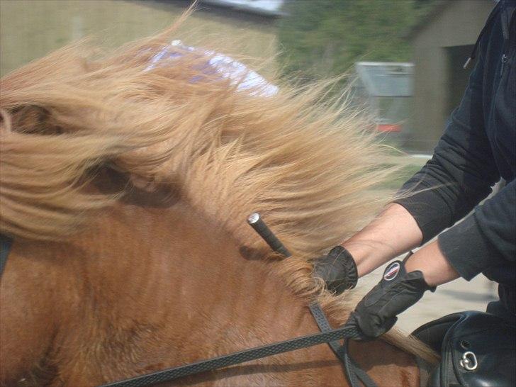 Islænder Stebbi fra Hellum - kommer flere billeder:) billede 5