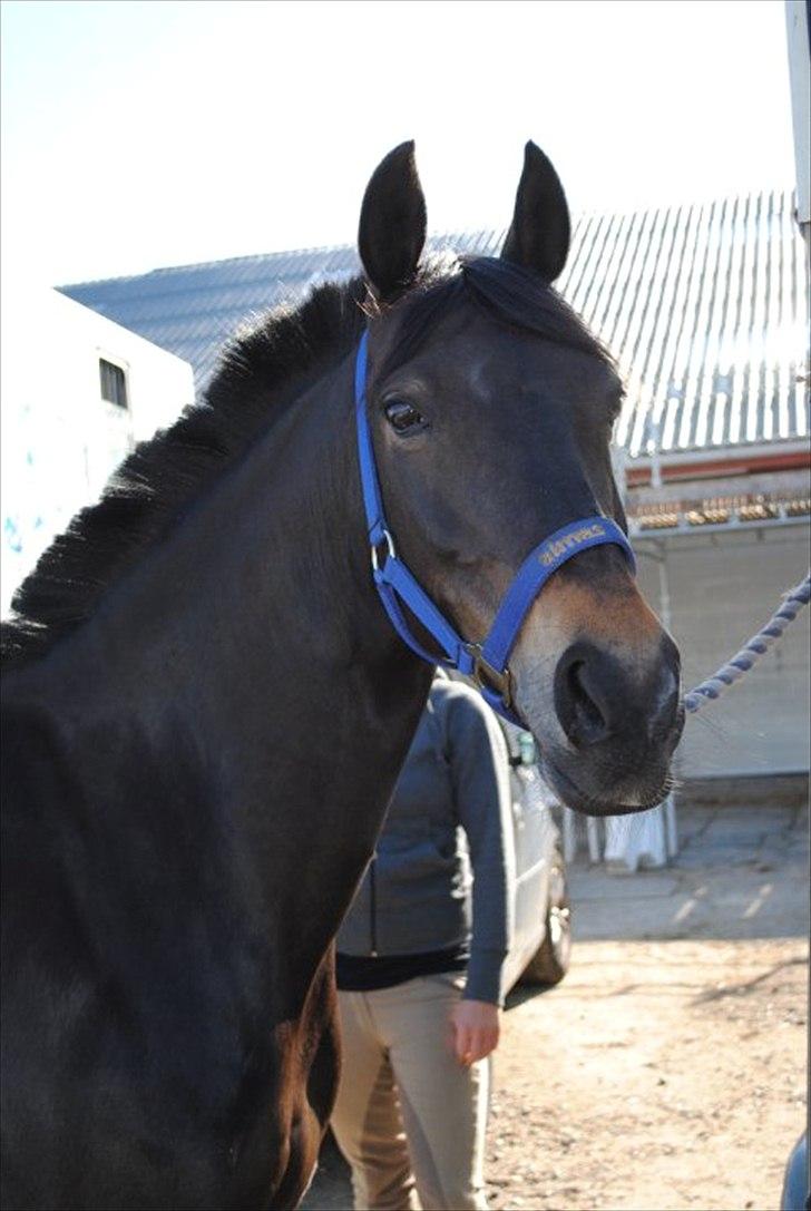 DSP Lerkærs Flicka  - STJERNEN! billede 1