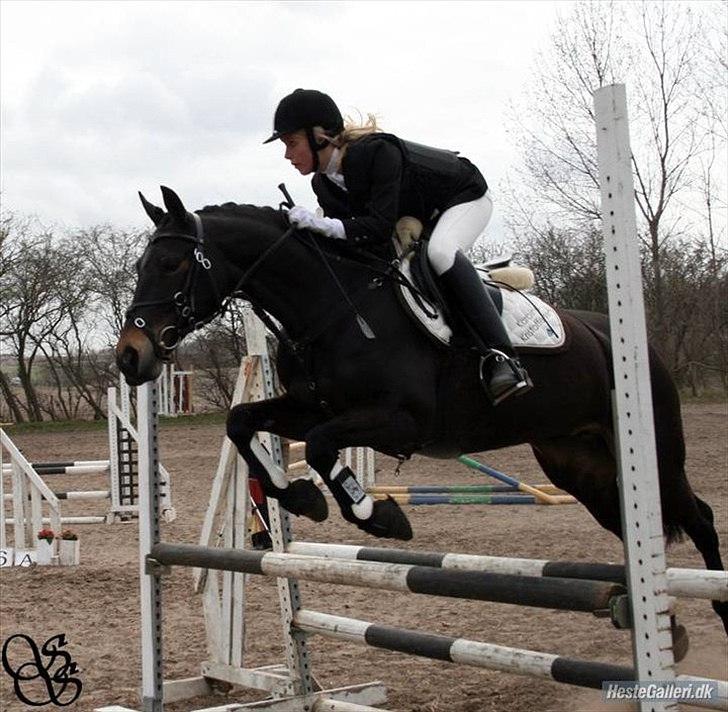 DSP Lerkærs Flicka  billede 2