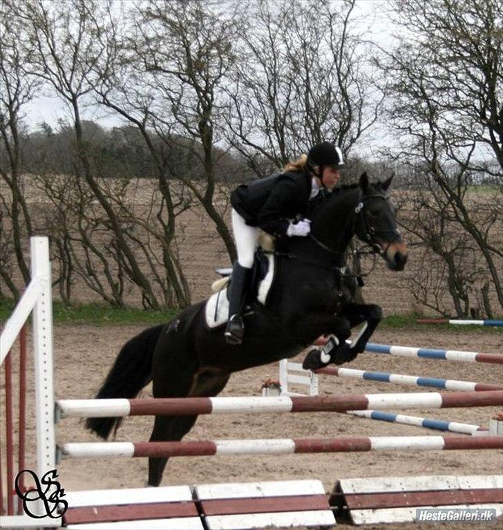 DSP Lerkærs Flicka  billede 3