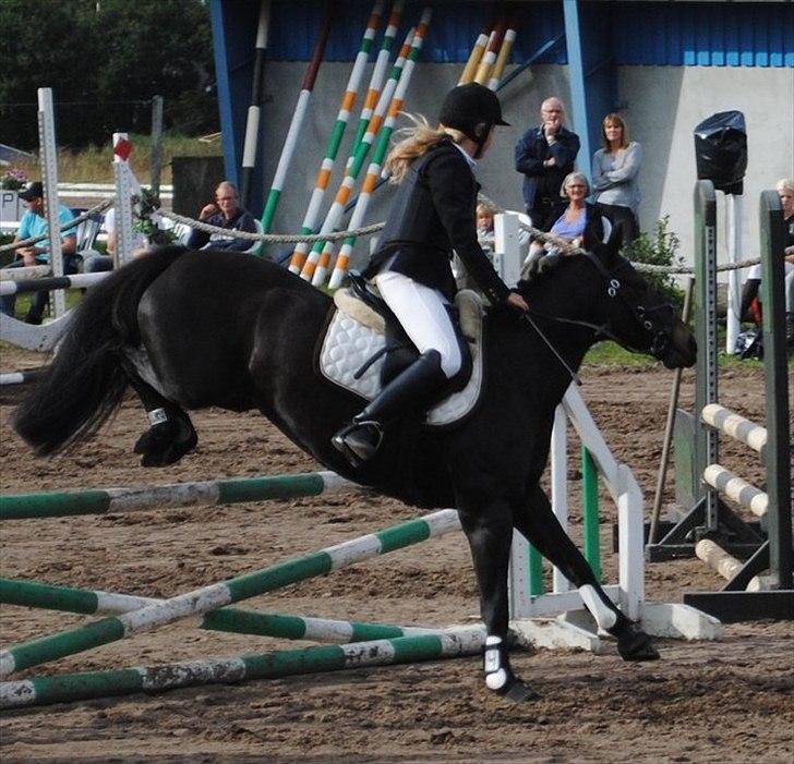 DSP Lerkærs Flicka  billede 6