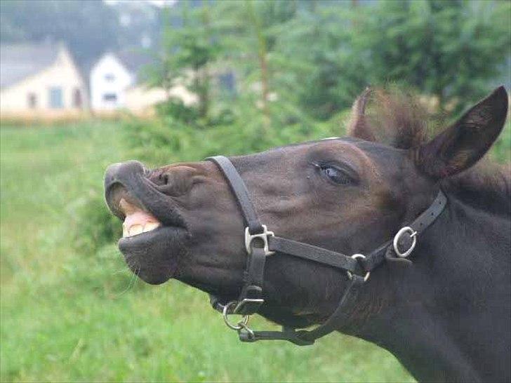 New Forest Holmens Sir Bastian *Solgt* - Velkommen :-P billede 11