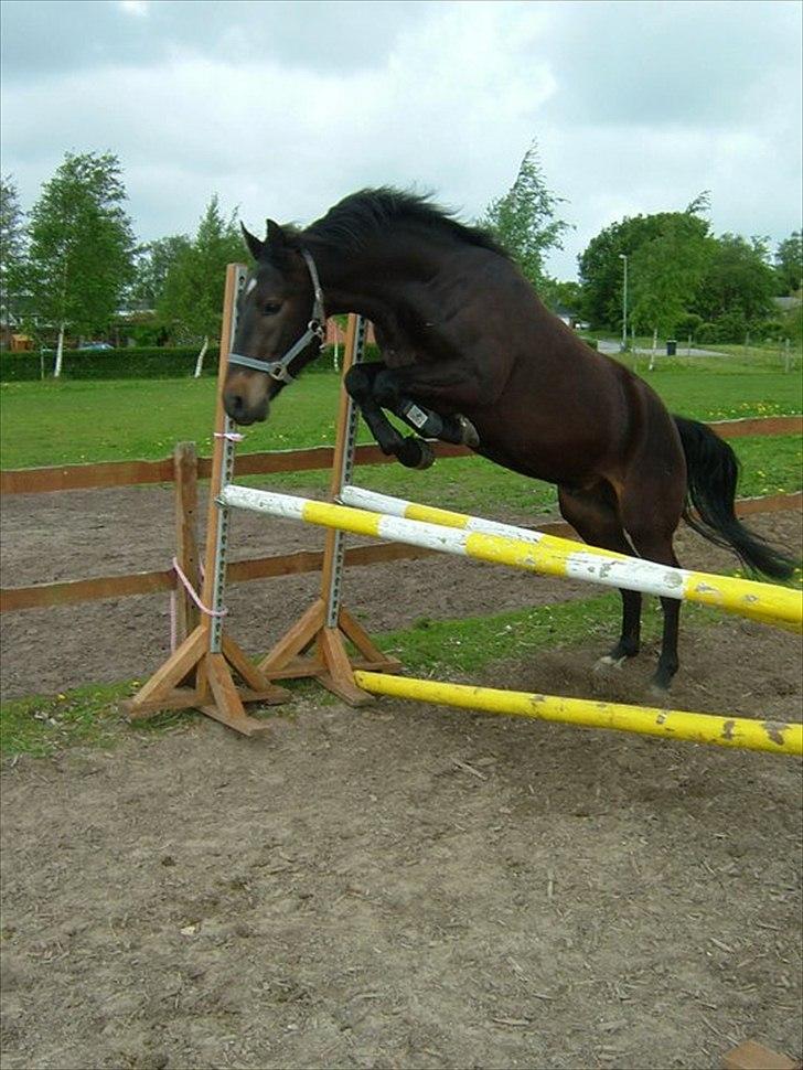 New Forest Holmens Sir Bastian *Solgt* - Løsspring maj 2011 billede 13