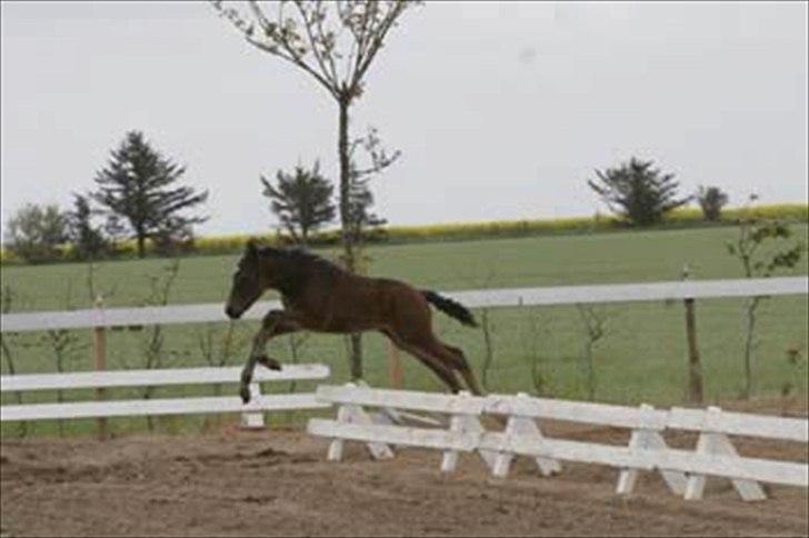 New Forest Holmens Sir Bastian *Solgt* - Weee !!  billede 14