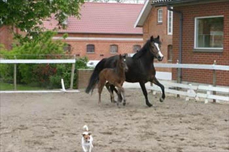 New Forest Holmens Sir Bastian *Solgt* - Sir Bastian med hans mor Holmens Amanda billede 15