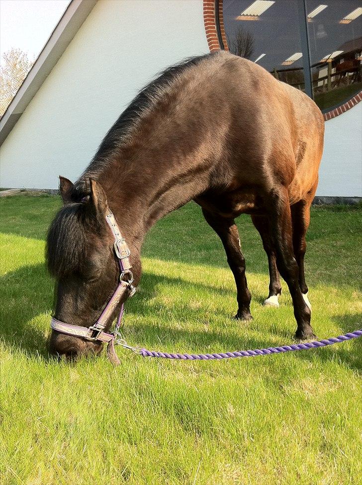 Anden særlig race Tulle billede 1