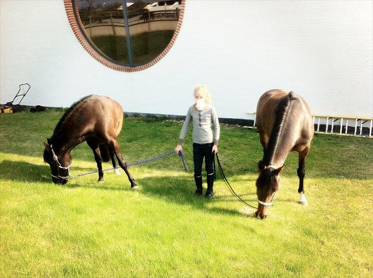 Anden særlig race Tulle billede 2