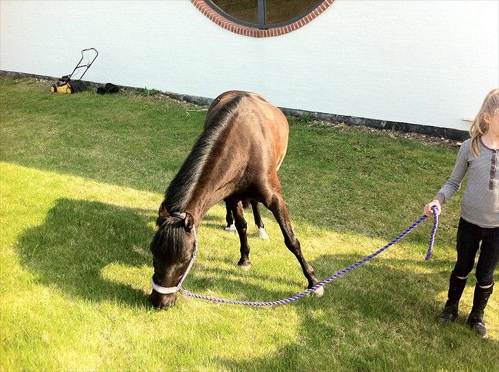 Anden særlig race Tulle billede 3