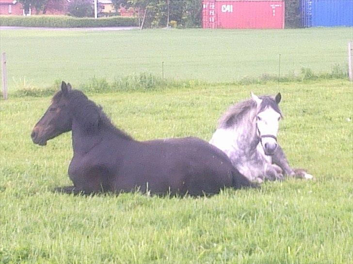 New Forest Holmens Sir Bastian *Solgt* - Får lige en lur på marken sammen med Geo :D 2010 billede 17