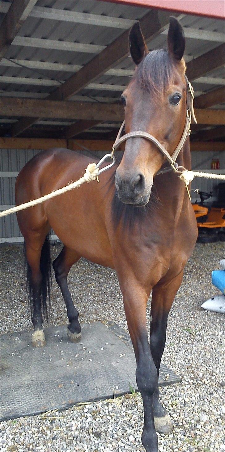 Traver Royal street billede 12