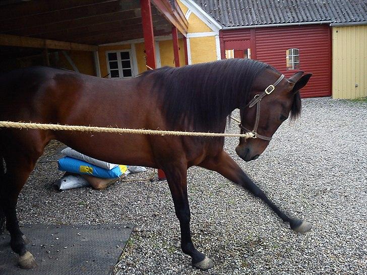 Traver Royal street billede 11