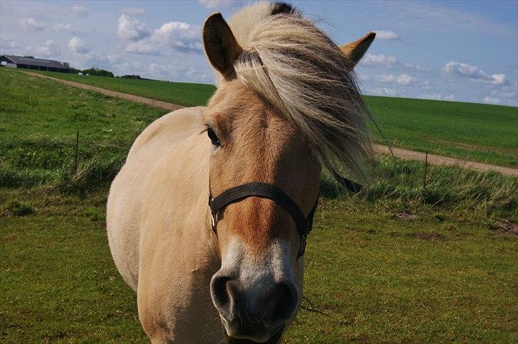 Fjordhest fraja billede 28