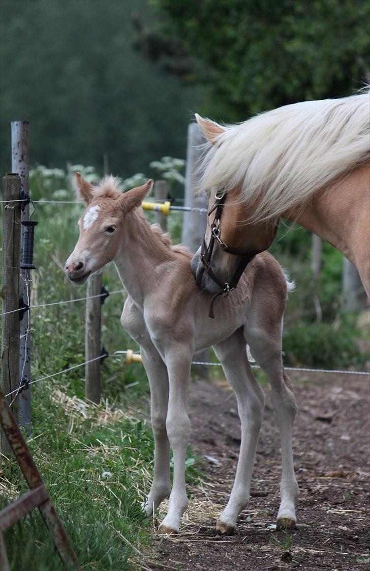 Tyroler Haflinger Himalaya af Hestehaven billede 4