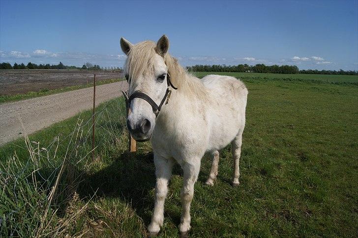 Anden særlig race bonnie billede 16