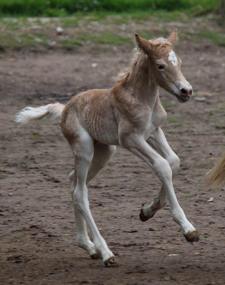Tyroler Haflinger Himalaya af Hestehaven billede 5