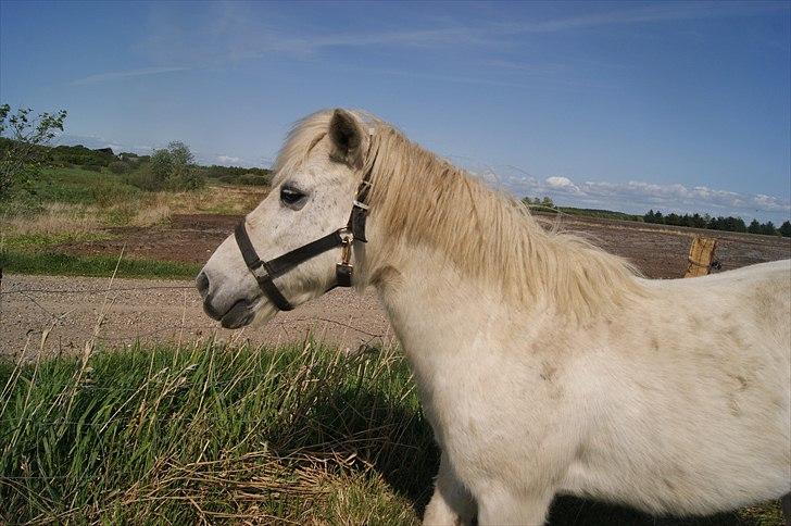Anden særlig race bonnie billede 17