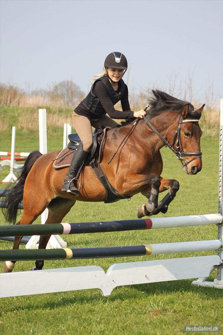 Svensk Sportspony  Ainée B-pony. Solgt! billede 16