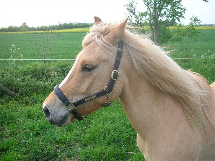 Anden særlig race spencer billede 3