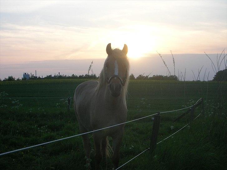 Anden særlig race spencer billede 4