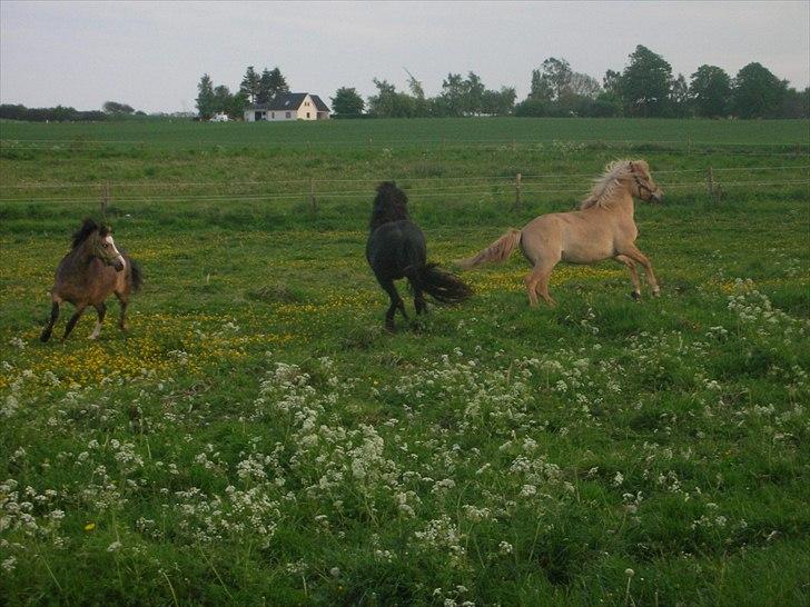 Anden særlig race spencer billede 5