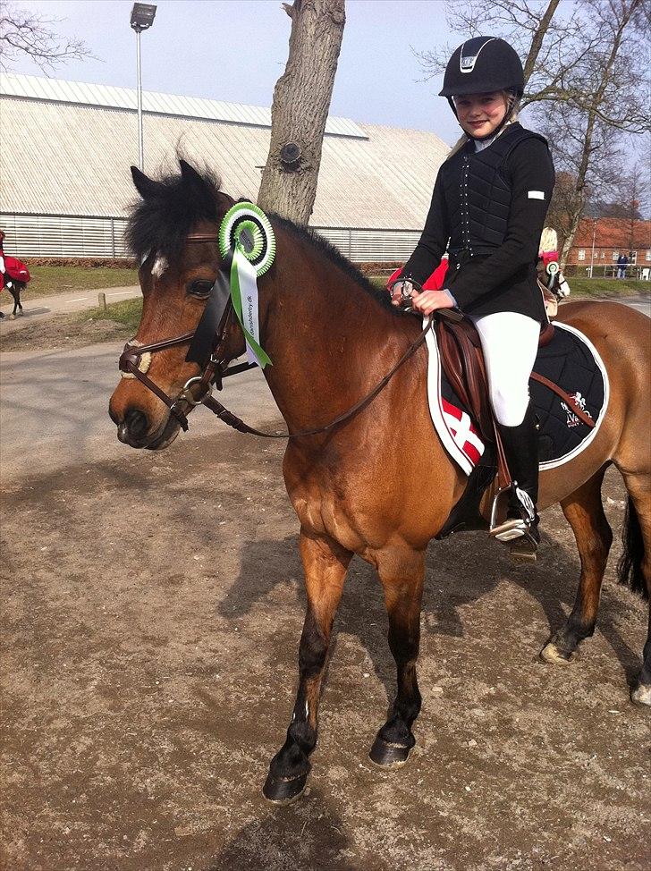 Irsk Sportspony Master Mind   A-pony  - En fjerde plads til Baltic. 100 cm. billede 7