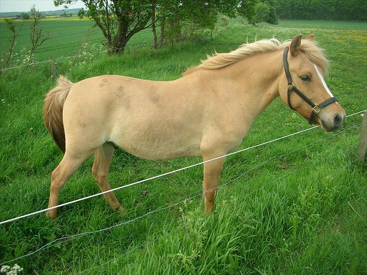 Anden særlig race spencer billede 6