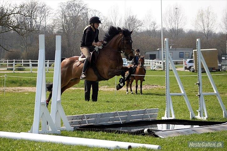 Irsk Sportspony Master Mind   A-pony  - Træning på SØR billede 10