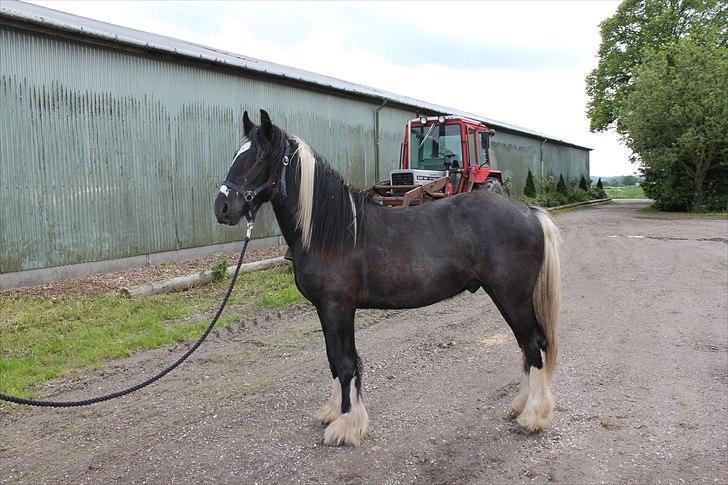 Irish Cob Sir Kalahan ( KALLE ) - Kalle første dag. billede 1