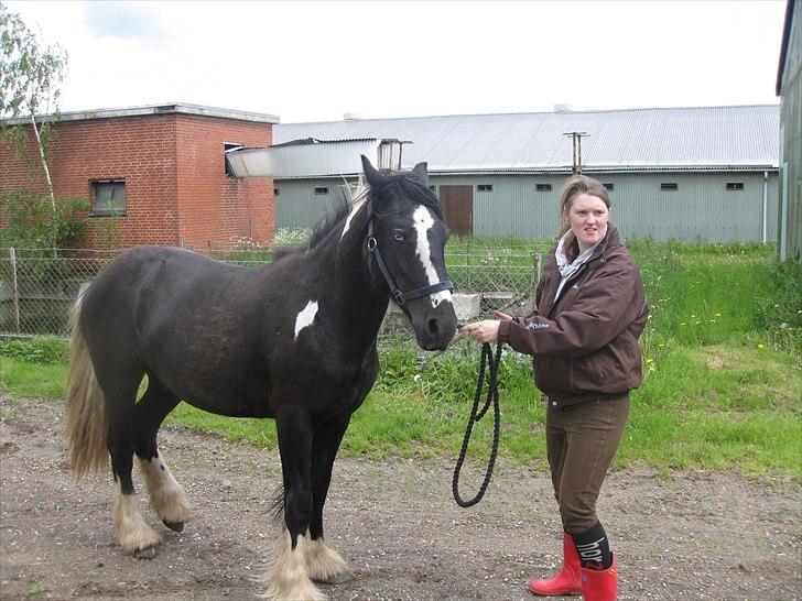 Irish Cob Sir Kalahan ( KALLE ) - Kalle første dag. billede 2