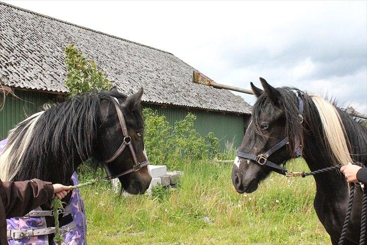 Irish Cob Sir Kalahan ( KALLE ) - Første møde med mor efter 1,5 år :D  billede 3