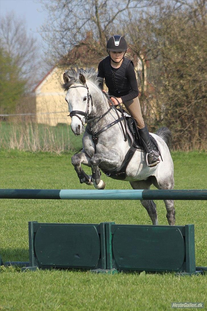 Anden særlig race Jazz B-pony :D - til træning ved Gerhardt!!!! På SØR!!!  billede 10