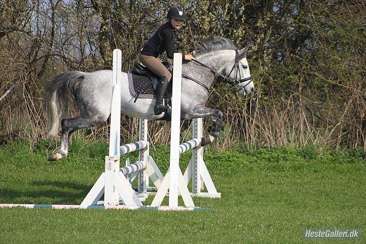 Anden særlig race Jazz B-pony :D - til træning ved Gerhardt!!!! På SØR!!!  billede 11