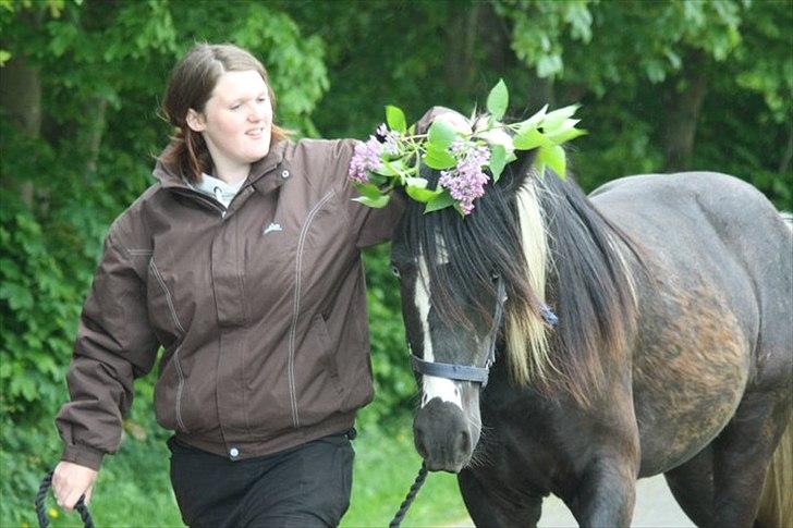 Irish Cob Sir Kalahan ( KALLE ) - 2. gang jeg var ude og se ham billede 4