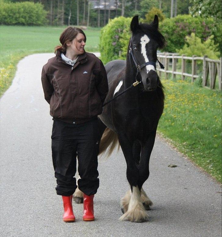 Irish Cob Sir Kalahan ( KALLE ) - 2. gang jeg var ude og se ham :D  billede 5