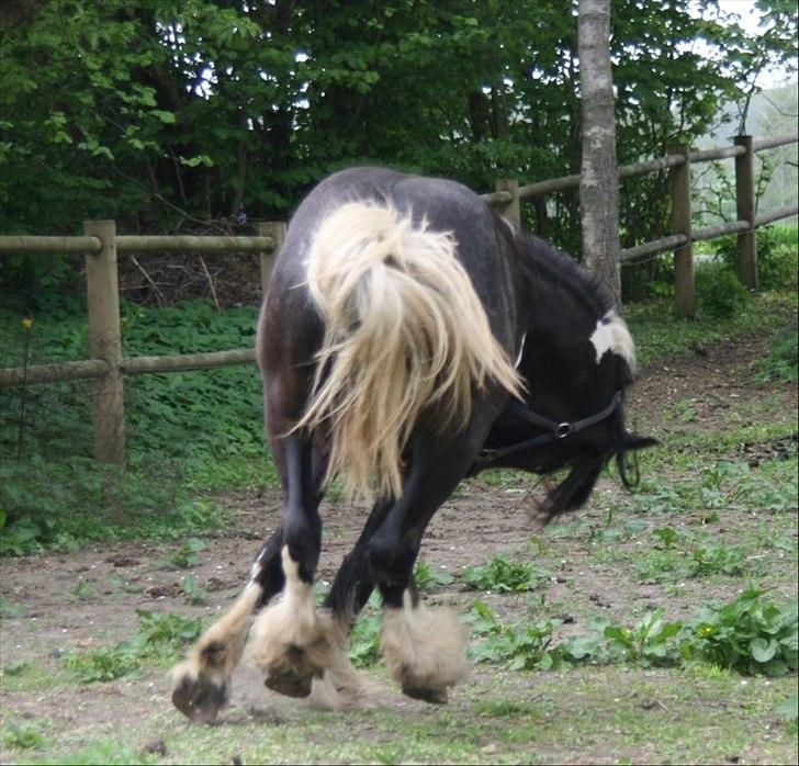 Irish Cob Sir Kalahan ( KALLE ) - Kalle løs hos gamle ejer da jeg var ude og se ham 2 gang.  billede 6