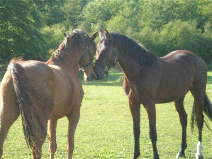 Oldenborg Overmoselunds Coral - Coral og Apollon hilser på hinanden. billede 3